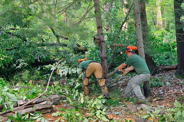  Pulaski, TN Tree Service Pros